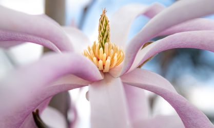 Magnolia-loebneri-Leonard-Messel-105236-TG-02