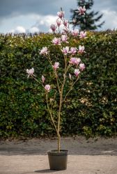Magnolia-x-soulangiana-134968-TG-01-2